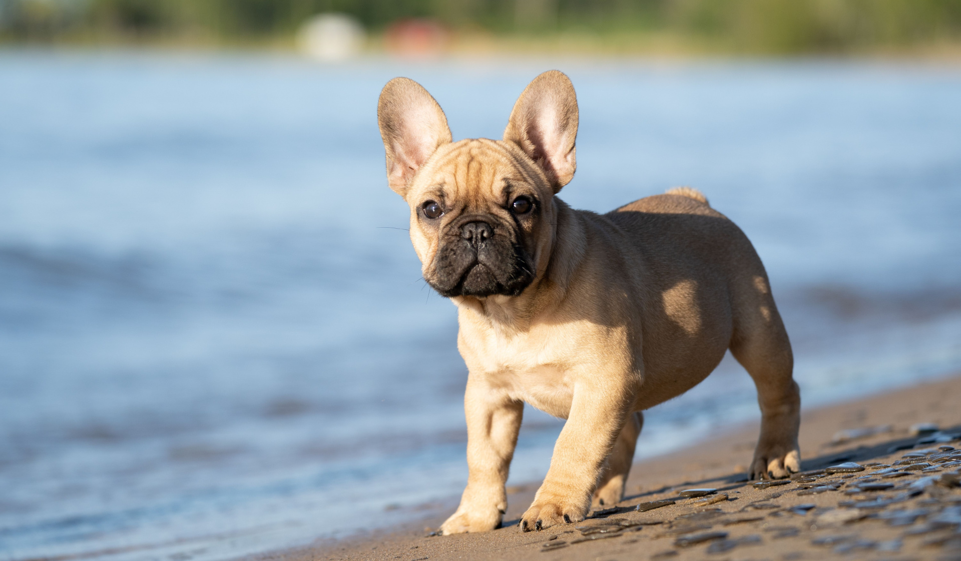 Waterways Village Apartments - Aventura, FL - Dog Park